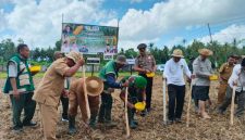 Komandan Yonif TP 931/KJ (Ksatria Jokotole) bersama Forkopimda Sumenep melaksanakan penanaman jagung dalam rangka mendukung program ketahanan pangan nasional. Sinergi TNI, Pemerintah, dan Masyarakat untuk Sumenep yang mandiri pangan. ©okedaily.com