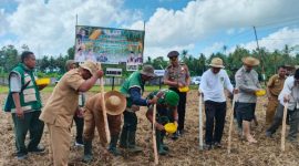 Komandan Yonif TP 931/KJ (Ksatria Jokotole) bersama Forkopimda Sumenep melaksanakan penanaman jagung dalam rangka mendukung program ketahanan pangan nasional. Sinergi TNI, Pemerintah, dan Masyarakat untuk Sumenep yang mandiri pangan. ©okedaily.com