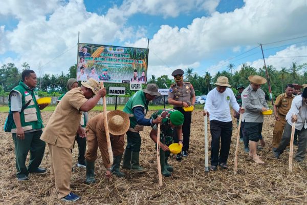Komandan Yonif TP 931/KJ (Ksatria Jokotole) bersama Forkopimda Sumenep melaksanakan penanaman jagung dalam rangka mendukung program ketahanan pangan nasional. Sinergi TNI, Pemerintah, dan Masyarakat untuk Sumenep yang mandiri pangan. ©okedaily.com