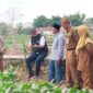 Bupati Fauzi Didampingi Kadis DKPP Chainur Rasyid, Kabag Humas dan Protokol Helmi dan Camat Guluk-guluk Mohammad Halil Rosih disela peninjauan, Selasa (28/07/2026)